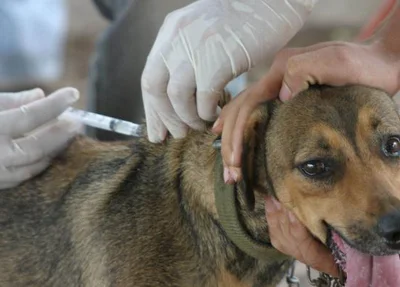 Em 2013 foram vacinados 5.806 cães e gatos