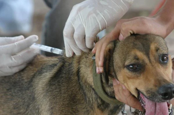 Em 2013 foram vacinados 5.806 cães e gatos