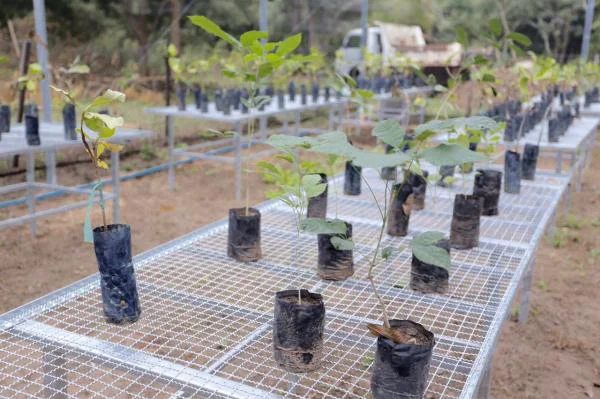 Mudas de plantas