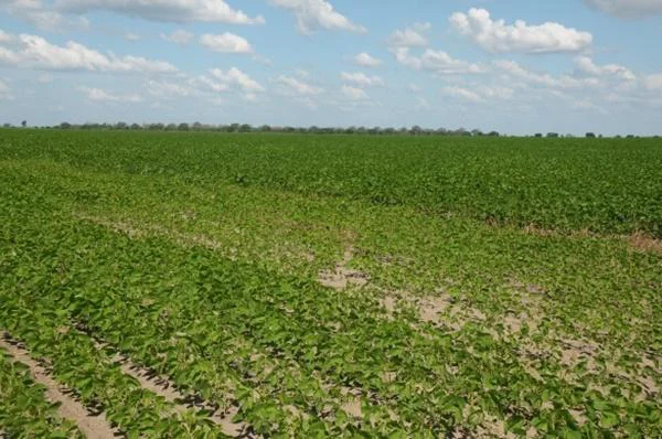Plantação de soja no sul do Piauí 