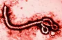 Vírus causador do Ebola