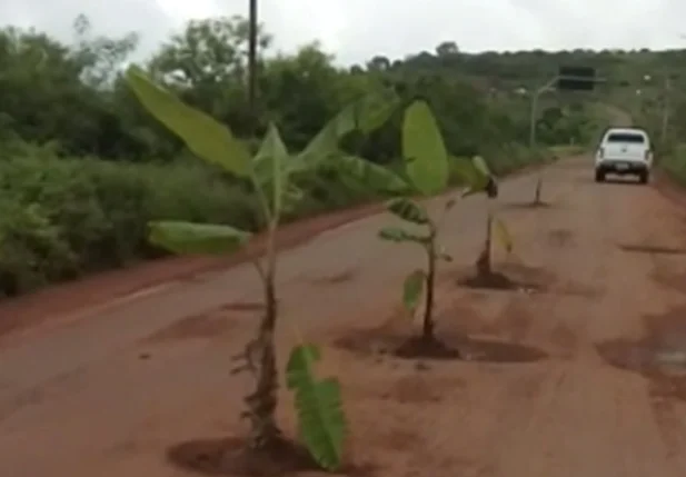Moradores plantam bananeiras em buracos da PI 375