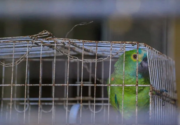 Papagaio que gritou 'Mamãe, polícia' está no Zoobotânico