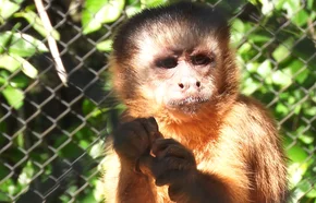Saiba como está o macaco que viralizou em vídeo amolando faca no PI