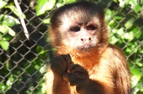 Saiba como está o macaco que viralizou em vídeo amolando faca no PI