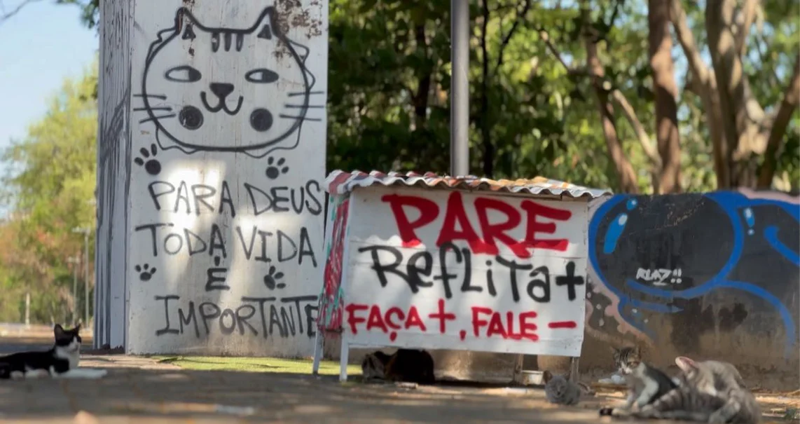 Projeto Gatinhos da Marechal cuida de gatos abandonados em Teresina