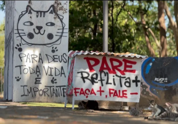 Projeto Gatinhos da Marechal cuida de gatos abandonados em Teresina