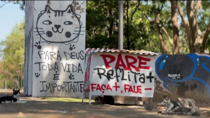 Projeto Gatinhos da Marechal cuida de gatos abandonados em Teresina