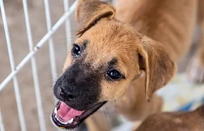 APIPA promove campanhas educativas sobre direitos dos animais