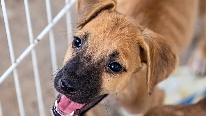 APIPA promove campanhas educativas sobre direitos dos animais