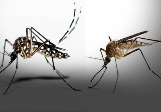 Saiba como diferenciar o mosquito da dengue e o pernilongo